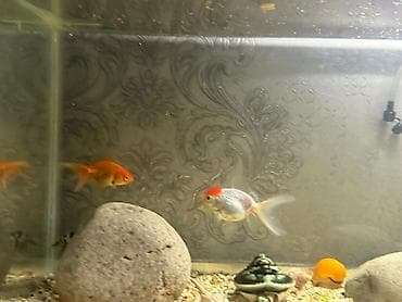 корм рыбы: Продаются рыбки.
Золотое по 500сом
Панда попугай по 150сом — 1