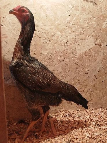 седло велосипед: Электровелосипед, Б/у — 1