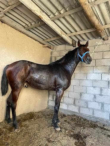 шотландская вислоухая кошка черная: Продаю | Жеребец | Конный спорт | Племенные — 3