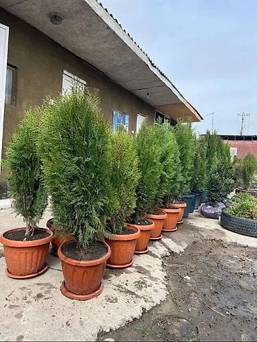 саженцы огурцов: Саженцы деревьев: Туи, Самовывоз — 3