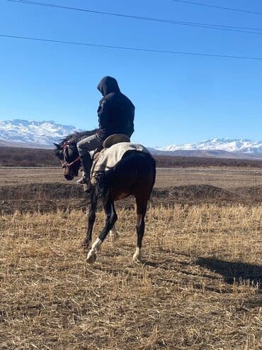 где можно купить собаку хаски: Продаю | Конь (самец) | Рабочий — 11
