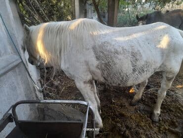 сухопутная черепаха домашняя купить: Сатам | Бээ (ургаачы) — 2