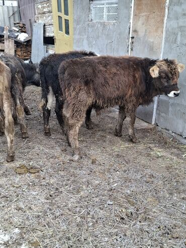 Айыл-чарба жаныбарлары: Сатам | Бука (эркек) | Аргын | Бордоп семиртүү үчүн — 4