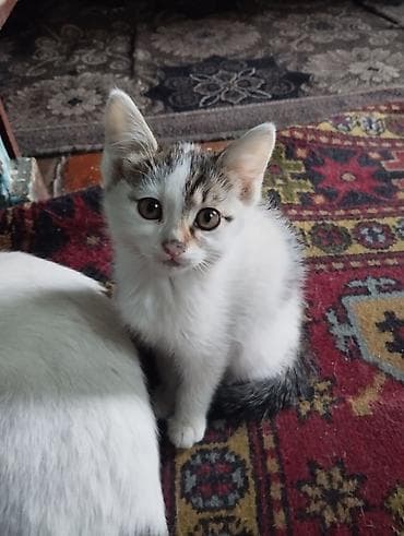 Котята домашние, короткошёрстные. Описание:отдам котят в добрые руки