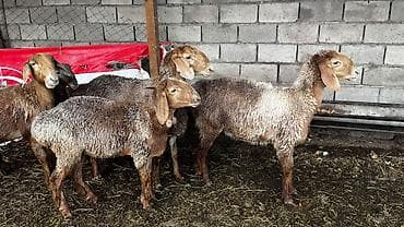 бычки 1 5: Продаю | Овца (самка) | На забой | Племенные — 2
