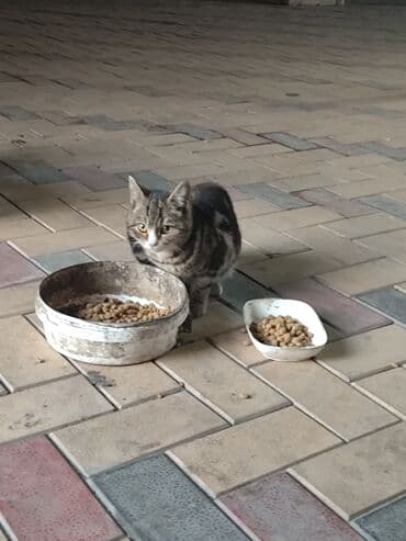 коты токмок: 6 месяцев, Мальчик, Метис — 5