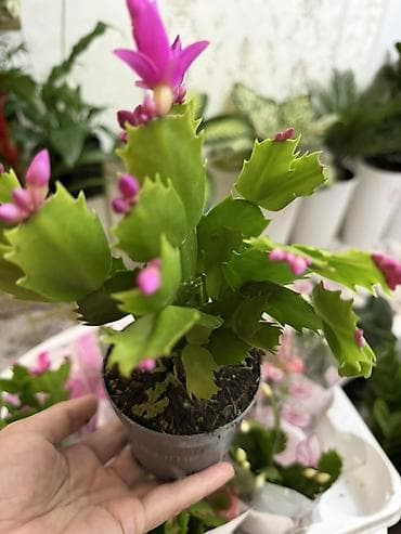 Шлюмбергера (декабрист, рождественский кактус) в горшке. - Компактное