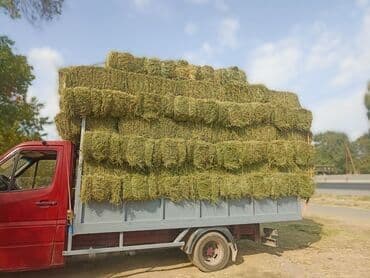 чөп: Сено тюки чоп 
- Размер тюка: (приблизительно 35–45×45–55×80–100 см) — 2