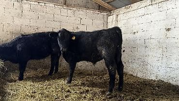 продать свинью: Продаю | Бык (самец), Музоо, торпок | Абердин-ангус | На откорм — 2