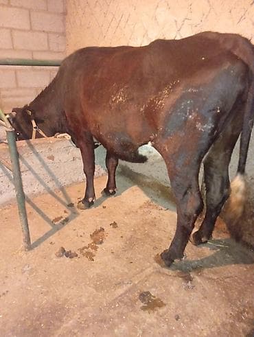 карову: Продаю | Корова (самка) | Голштин | Для молока | Привязанные — 6