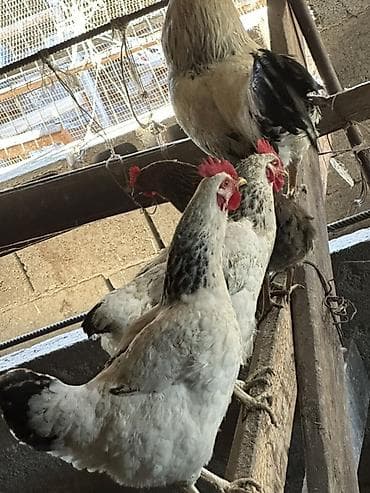 яйца куриные: Продаю | Куры | Полубрама, Домашняя, Хай-Лайн Браун | На забой, Для разведения, Несушки — 2