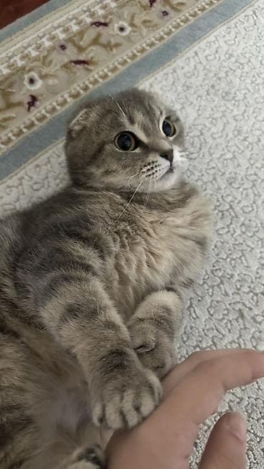 Животные: Шотландская вислоухая кошка (Scottish Fold), окрас серый тигровый — 3