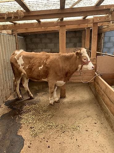 револьвер бульдог: Продаю | Корова (самка) | Симментальская | На откорм | Привязанные — 1