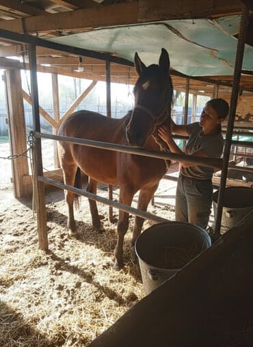 Продаю | Кобыла (самка) | Для разведения