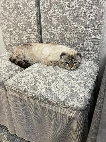 кошки серые: Срочно срочно 🚨🧨🧨🧨🧨 в связи переездом продаю Шотландская вислоухая — 2