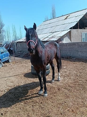 Продаю | Конь (самец) | Полукровка | Рабочий | Мерин at lalafo.kg Продаю | Конь (самец) | Полукровка | Рабочий | Мерин