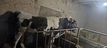 породистые бычки: Продаю | Бык (самец) | Алатауская, Симментальская | На откорм | Привязанные — 3