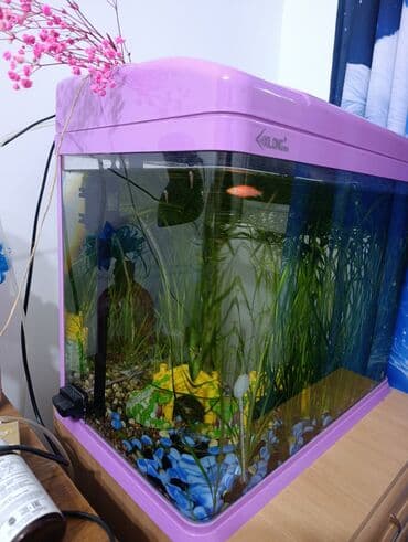 террариум для черепахи сухопутной купить: Стеклянный аквариум от Xilong с розовой крышкой и поддоном. Оснащен — 6