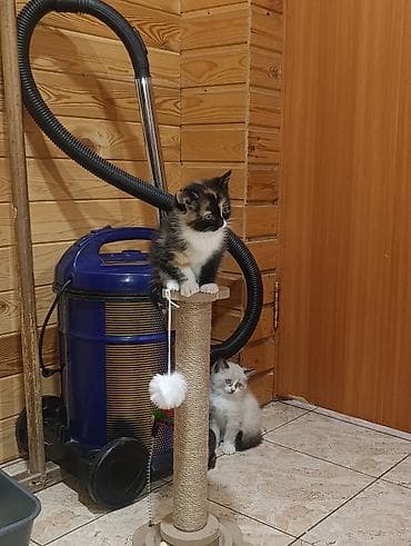 Отдам даром кошку: Кошка даром: Беспородная, 2 месяца, Девочка, Приучена к лотку — 3