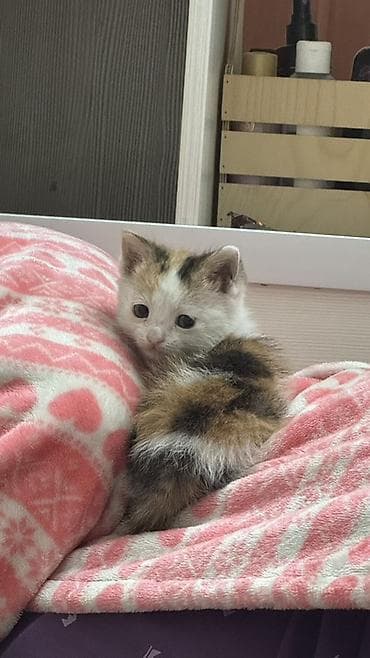 Продажа кошек: Котёнок трёхцветный (черепахово-белый) с яркими пятнами: белая — 1