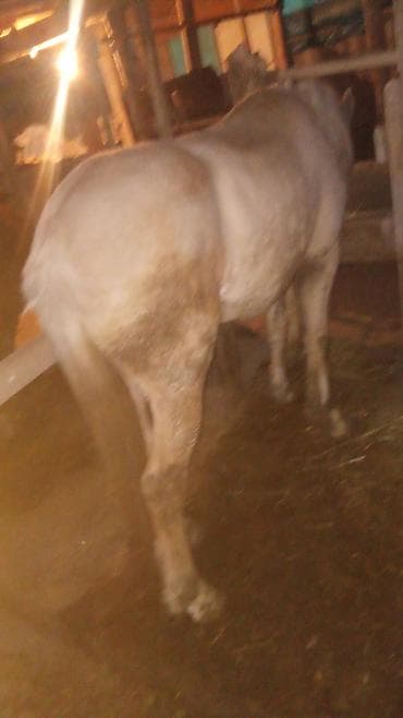тай жеребята: Продаю | Конь (самец) | На забой — 1