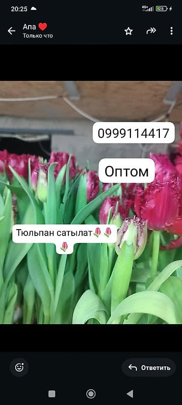 Тюльпаны оптом. - Сорт: махровые/бахромчатые тюльпаны at lalafo.kg Тюльпаны оптом. - Сорт: махровые/бахромчатые тюльпаны