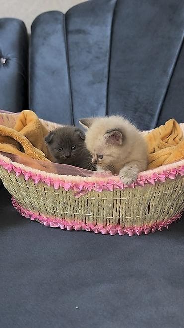 Мышыктар: Шотландские котята (скоттиш-фолд и скоттиш-страйт), окрас: - серый — 4