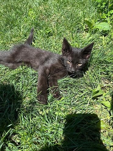 аат: Найдёныш! 🐱 Вечером подобрали на оживленной трассе, побоялись, что — 2