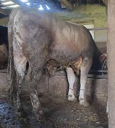 осеменение коров: Продаю | Бык (самец) | Джерсейская, Алатауская, Швицкая | Для разведения | Привязанные — 5