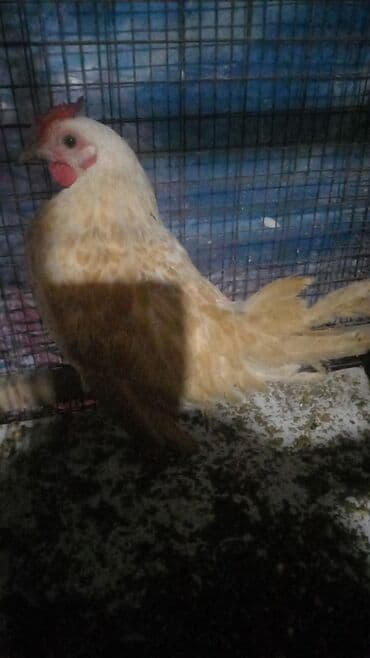 ак кеклик: Сатам | Тооктор | Көбөйтүү үчүн — 5