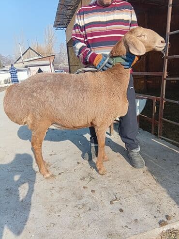 tuxedo порода кошек цена: Продаю | Овца (самка) | Арашан | Для разведения | Ярка — 9