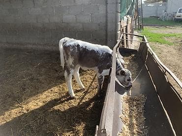 утки с утятами: Продаю | Музоо, торпок — 4