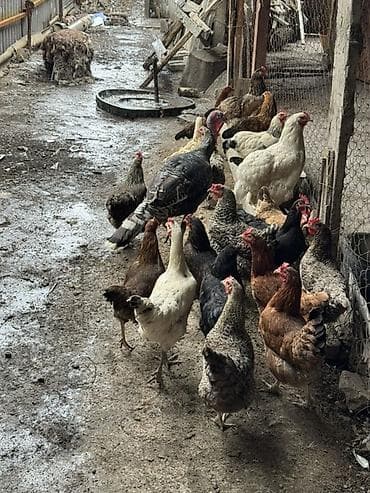 Животные: Продаю | Куры | Домашняя | Для разведения — 3