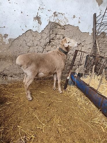 Продаю | Баран (самец)