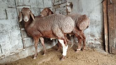 фелуцен для коров цена бишкек: Продаю | Баран (самец) | Для разведения — 3