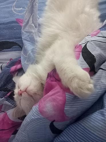 1 мальчик 2 котенка оригинал: Ангорская, 1 год, Мальчик, Белый, Кастрирована — 5