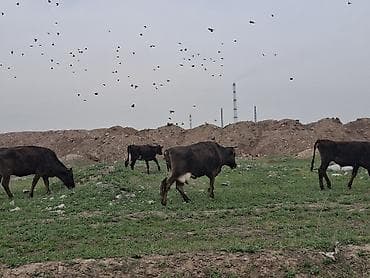 ат сатам: Сатам | Уй (ургаачы) | Көбөйтүү үчүн — 8