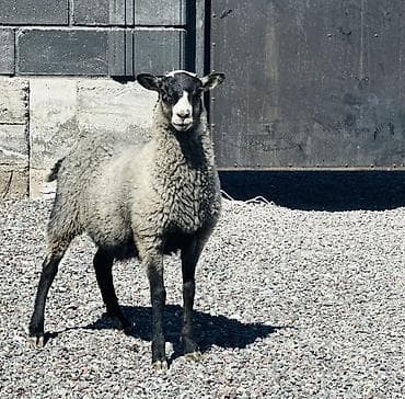 Продаю | Овца (самка), Ягненок, Баран (самец) | Гиссарская, Полукровка, Долан | Для разведения | Племенные, Котные, Матка at lalafo.kg Продаю | Овца (самка), Ягненок, Баран (самец) | Гиссарская, Полукровка, Долан | Для разведения | Племенные, Котные, Матка