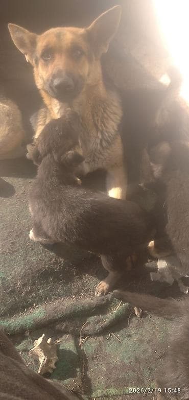 щенки дворняжки: Немецкая овчарка, 2 месяца, Самка — 9