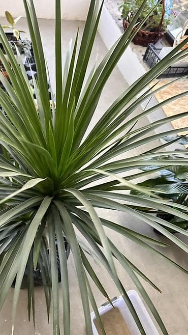 Драцена маргината (Dracaena marginata), крупное комнатное растение с — 3