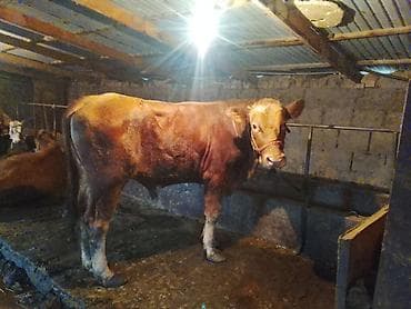 желчные камни крс бизнес: Продаю | Бык (самец) | Полукровка | На откорм — 2