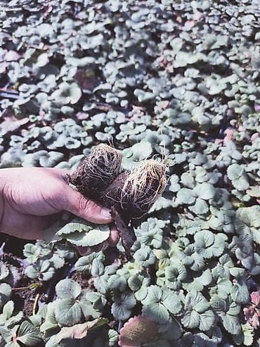 купить семена клубники: Рассада клубники кассетнач сорт альбион - Молодые розетки с хорошо — 3