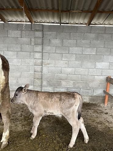 кошка сокулук: Сатам | Бука (эркек) | Бордоп семиртүү үчүн | Асыл тукумдуу — 2