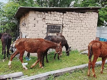 С/х животные и товары: 8 айлык эркек тайлар сатылат баасы 65 минден — 1