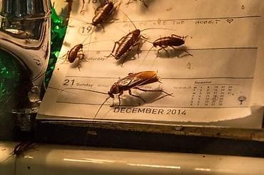 Клининг кызматтары: Дезинфекциялоо, дезинсекциялоо, | Канталалар, Таракандар, Бүргөлөр, | Транспорт, Кафелер, дүкөндөр, Жертөлө, ороо — 1