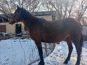 урон беде: Продаю | Кобыла (самка) | Рабочий | Племенные — 1