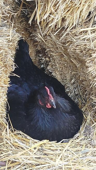 фазан птица: Продаю | Куры | Для разведения — 1