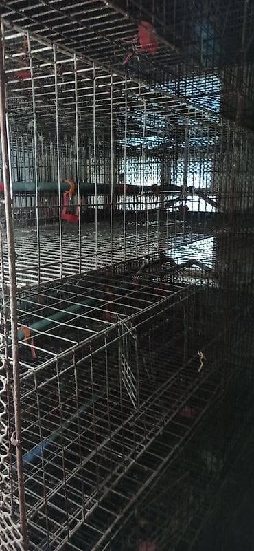 клетка для перепелок: Клеточные батареи для содержания птицы (кур-несушек/перепелов) — 5