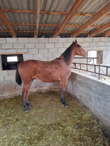 токмок собаки: Продаю | Кобыла (самка) | Конный спорт — 3