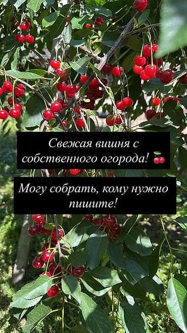 Вишня В розницу at lalafo.kg Вишня В розницу